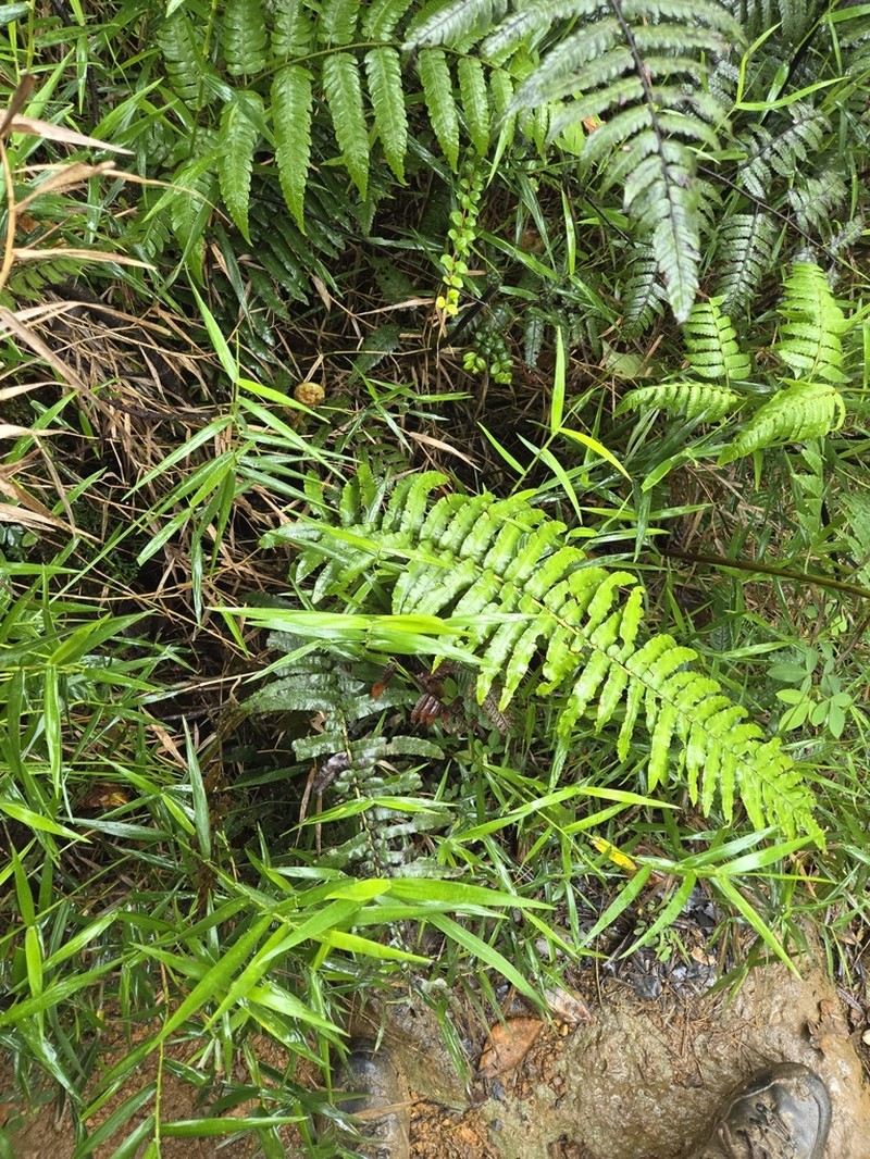 Rockbank Midsorus Fern photo 2