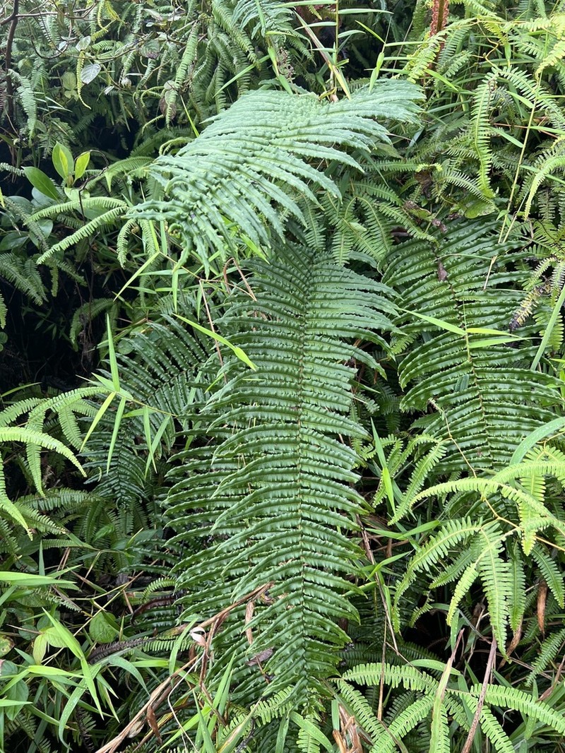 Rockbank Midsorus Fern photo 3
