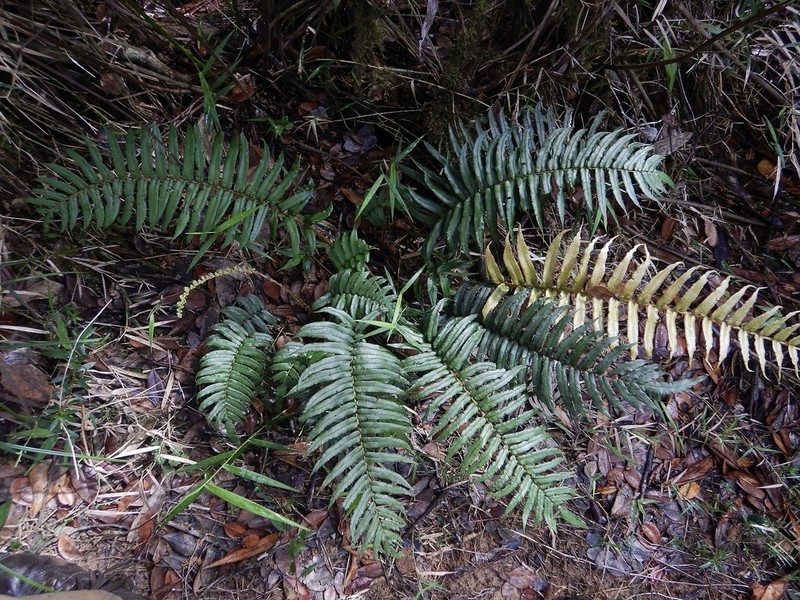 Rockbank Midsorus Fern photo 4