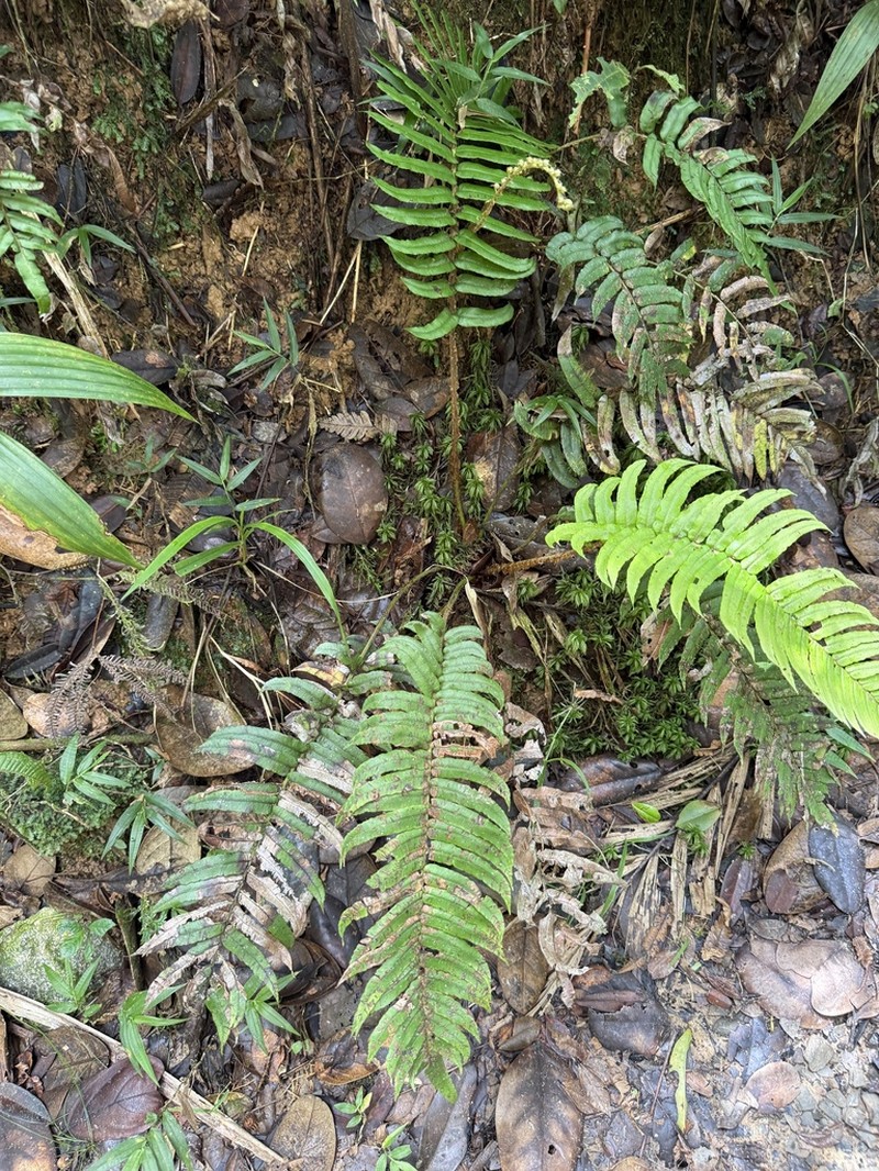 Rockbank Midsorus Fern photo 5