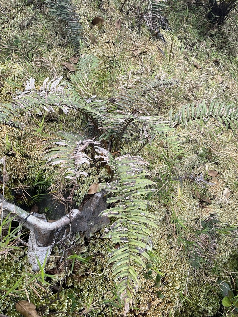 Rockbank Midsorus Fern photo 6
