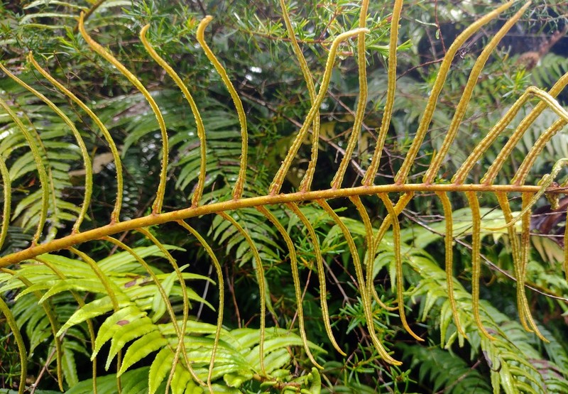 Rockbank Midsorus Fern photo 7