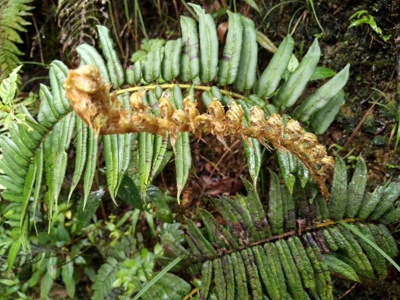 Rockbank Midsorus Fern photo 8