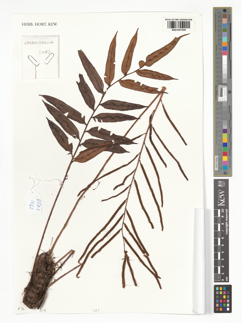 Blechnum longepetiolatum