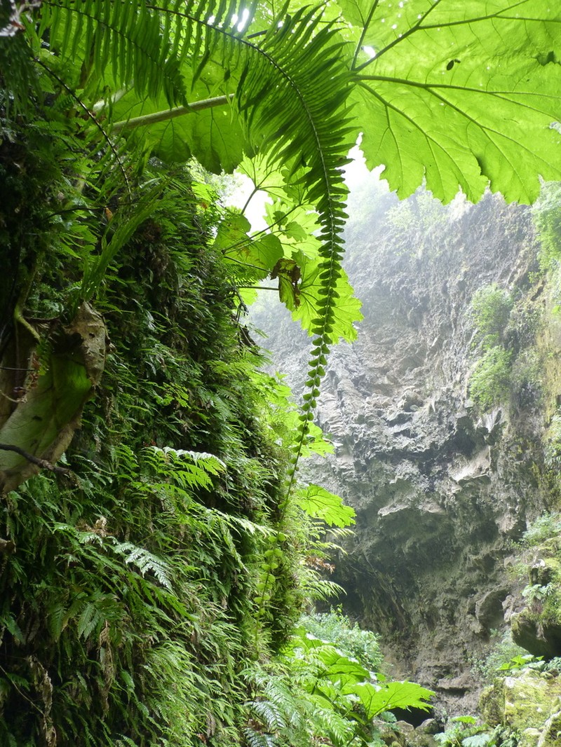 Blechnum longicauda