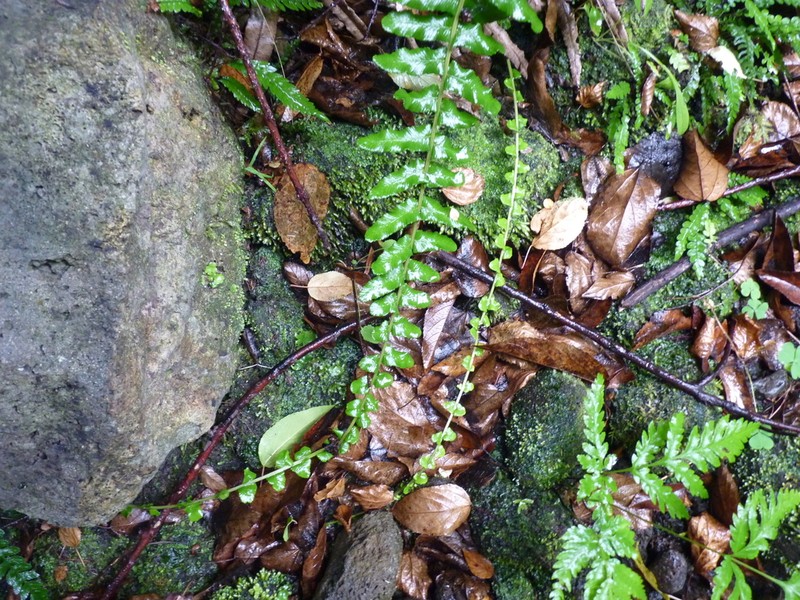 Blechnum longicauda photo 3
