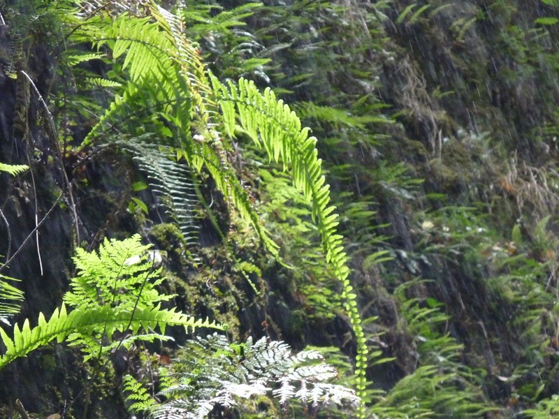 Blechnum longicauda photo 4