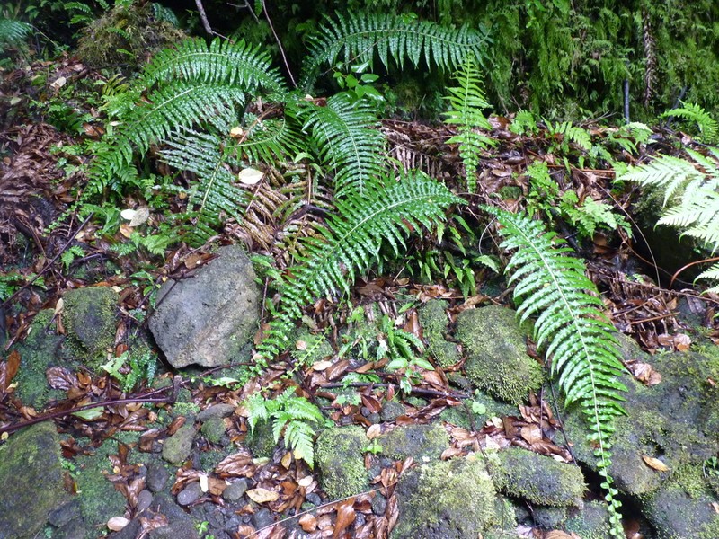 Blechnum longicauda photo 5