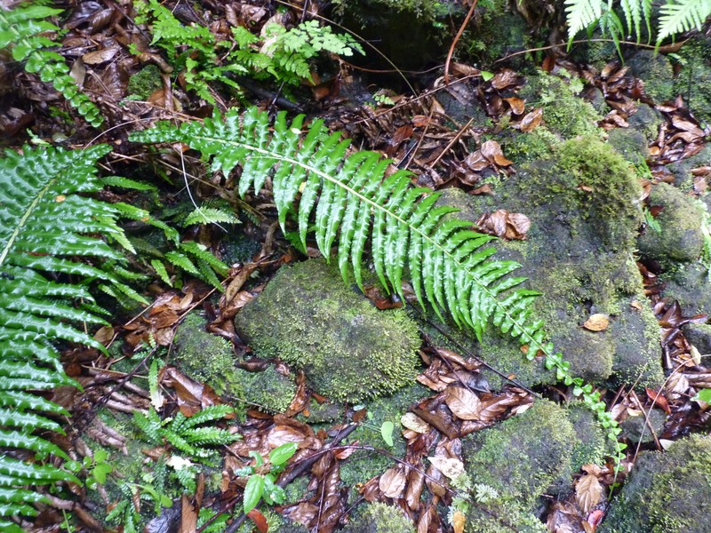 Blechnum longicauda photo 6
