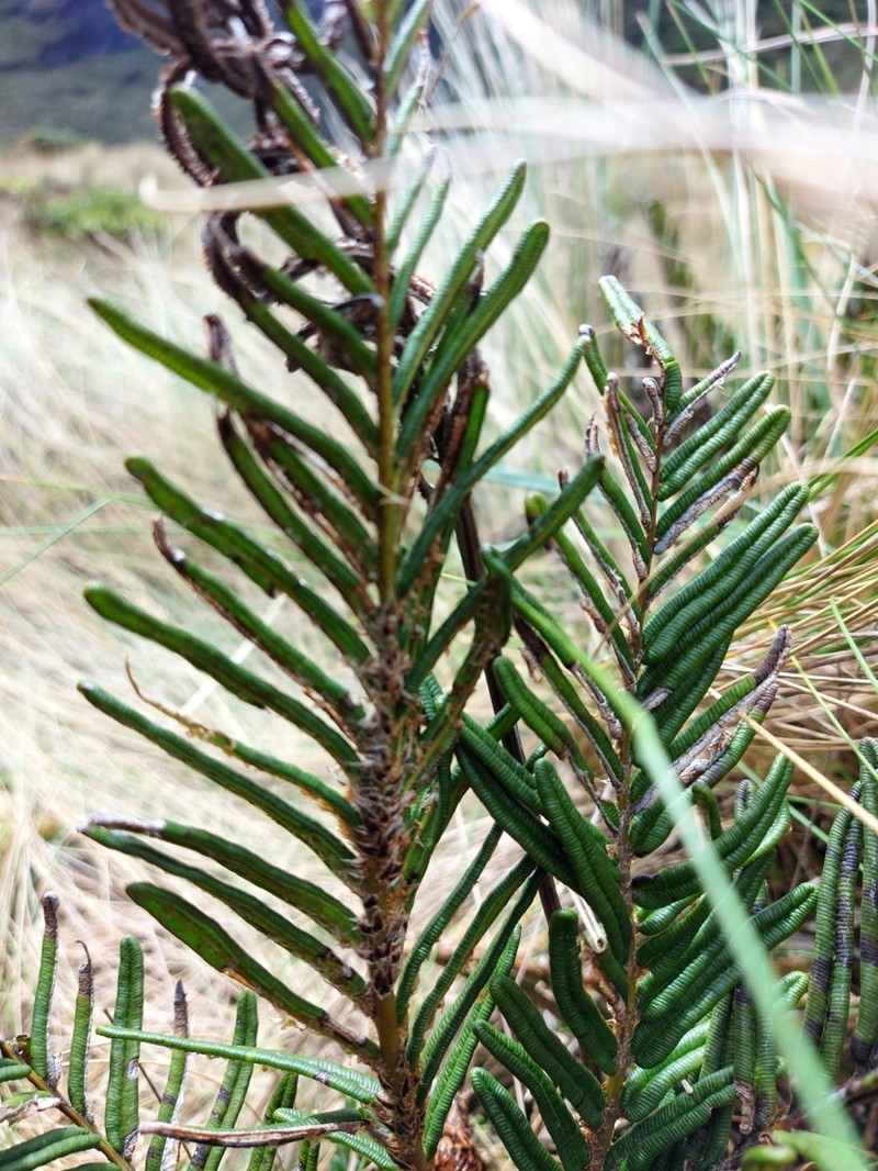 Blechnum loxense