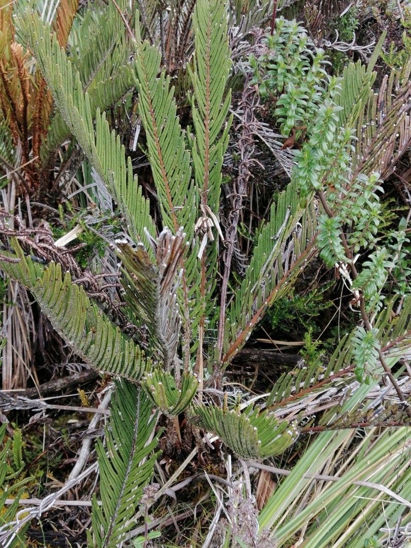 Blechnum loxense photo 2