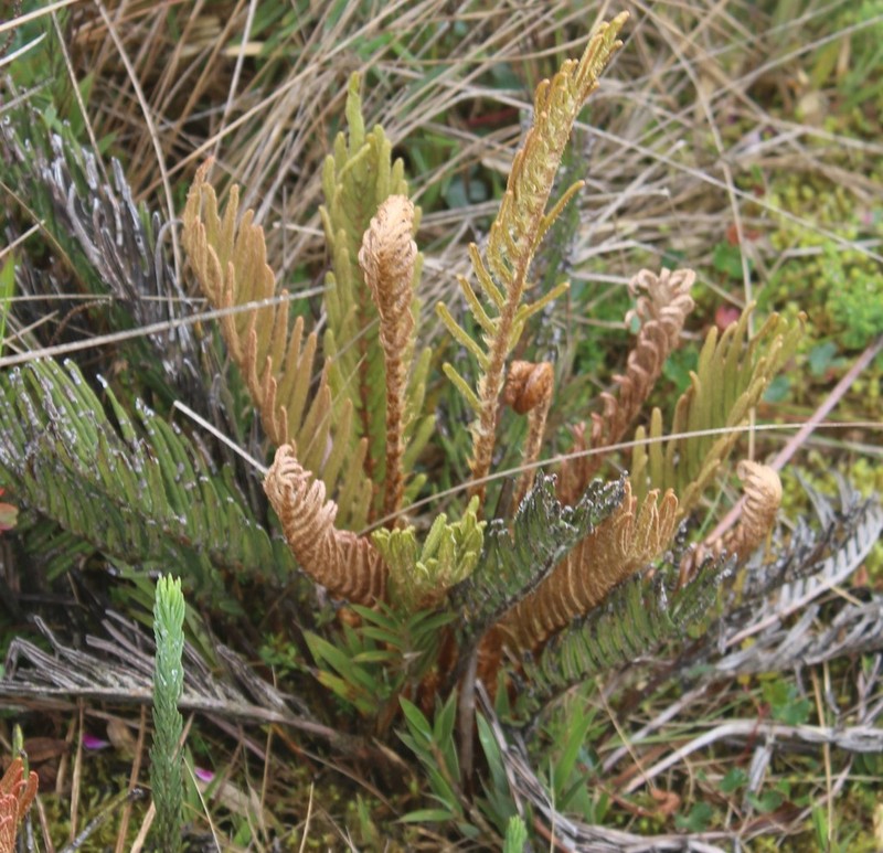 Blechnum loxense photo 3