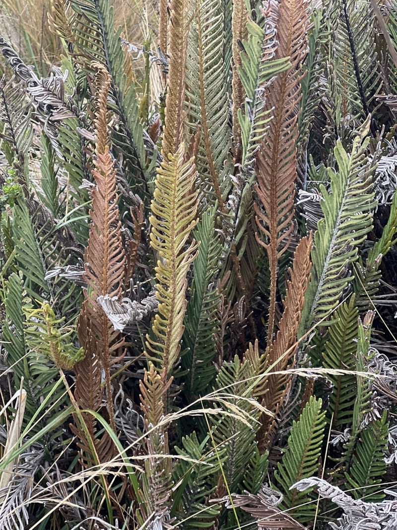 Blechnum loxense photo 4