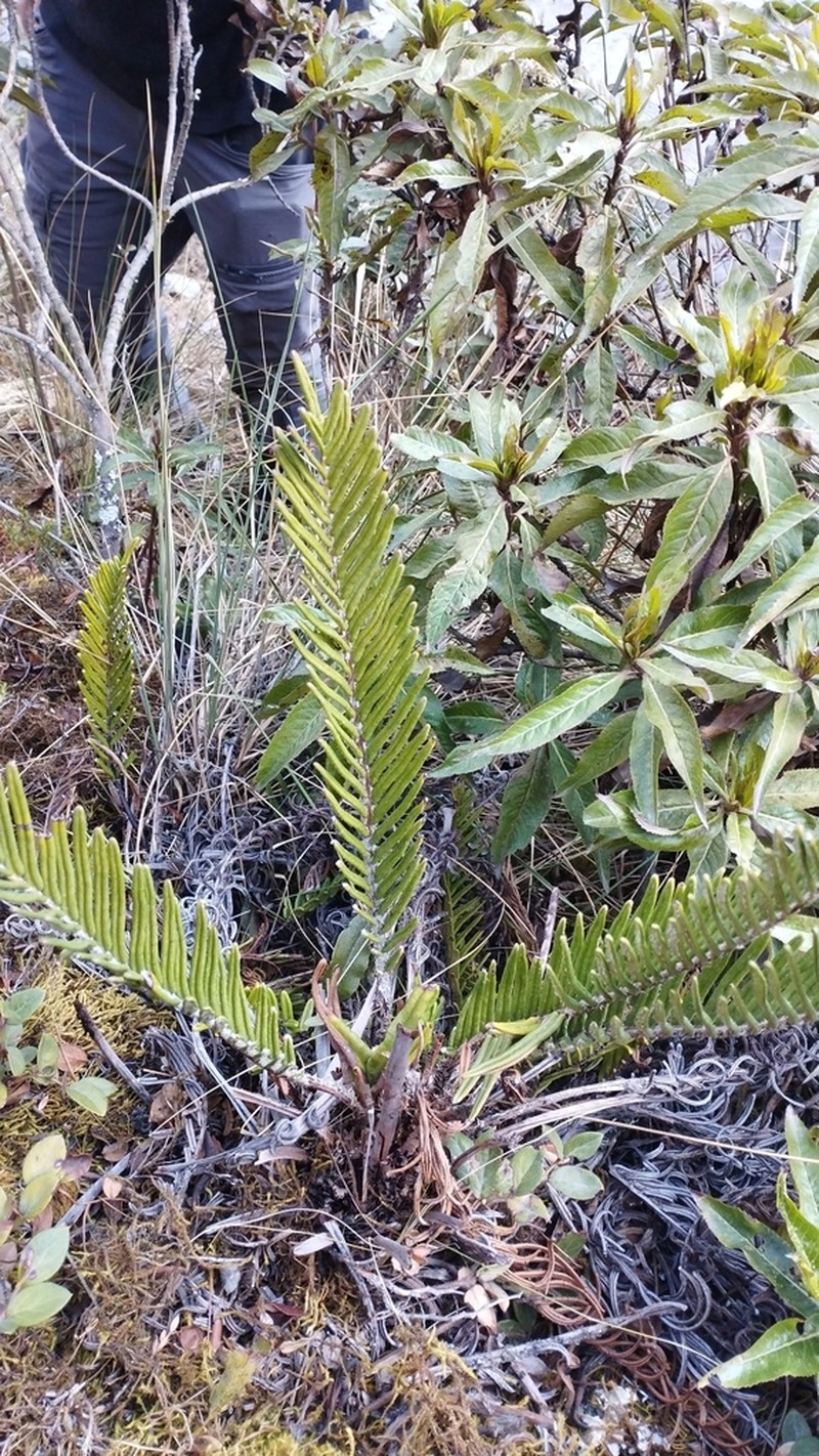 Blechnum loxense photo 5