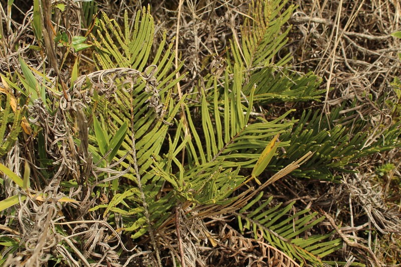 Blechnum loxense photo 6