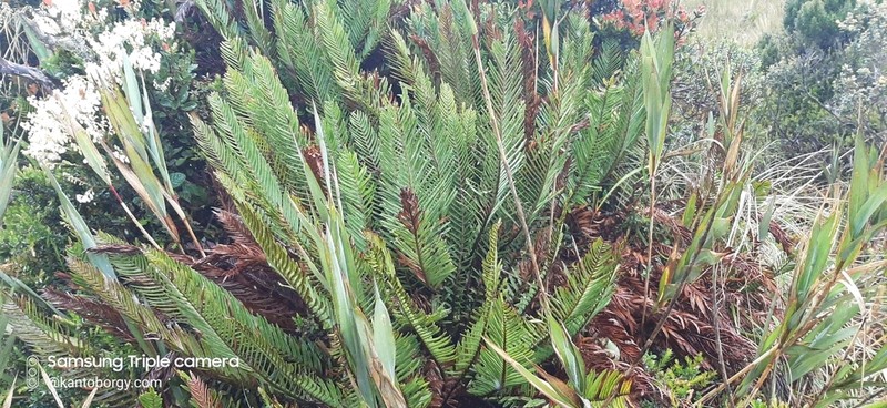 Blechnum loxense photo 7