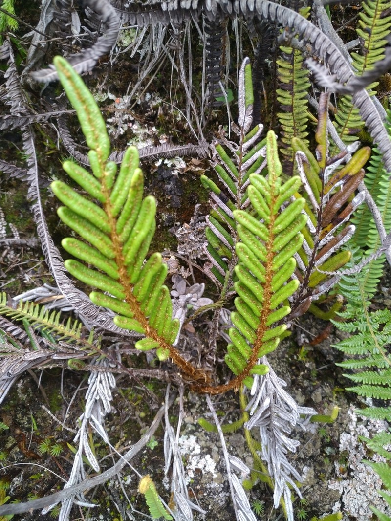 Blechnum loxense photo 8
