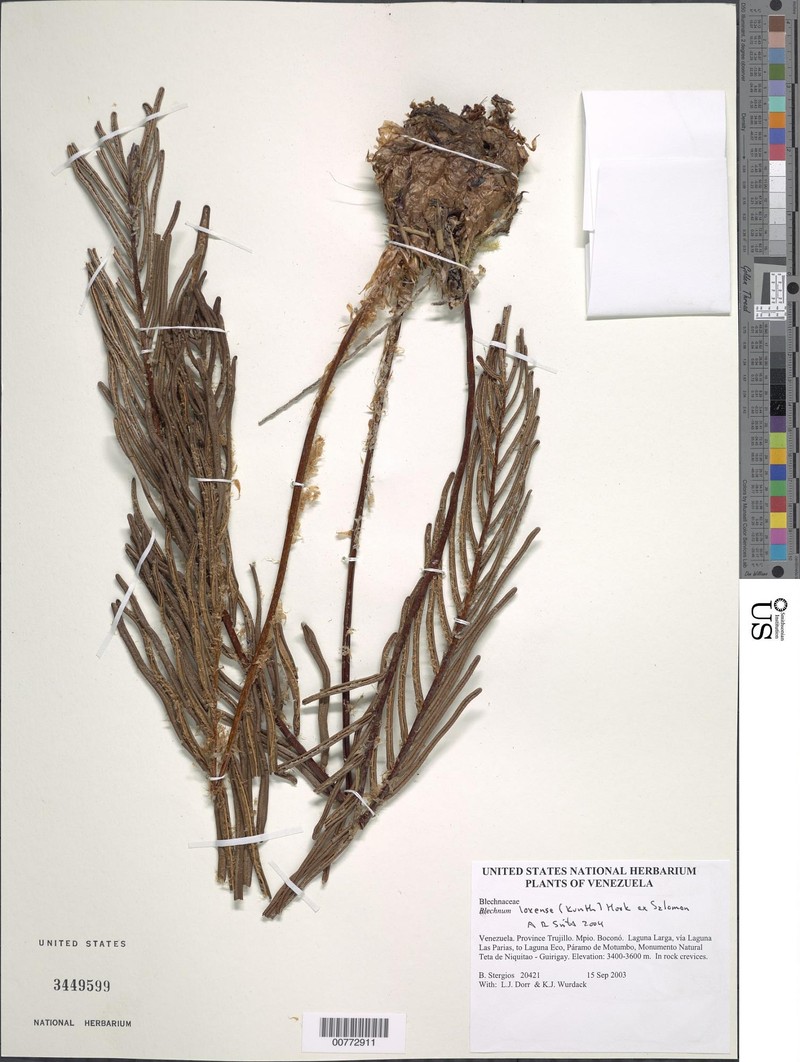 Blechnum loxense var. loxense