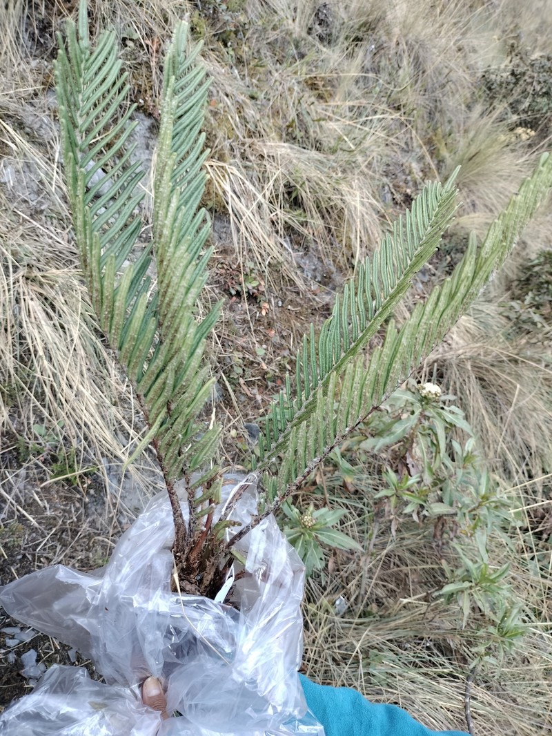 Blechnum loxense var. stenophyllum