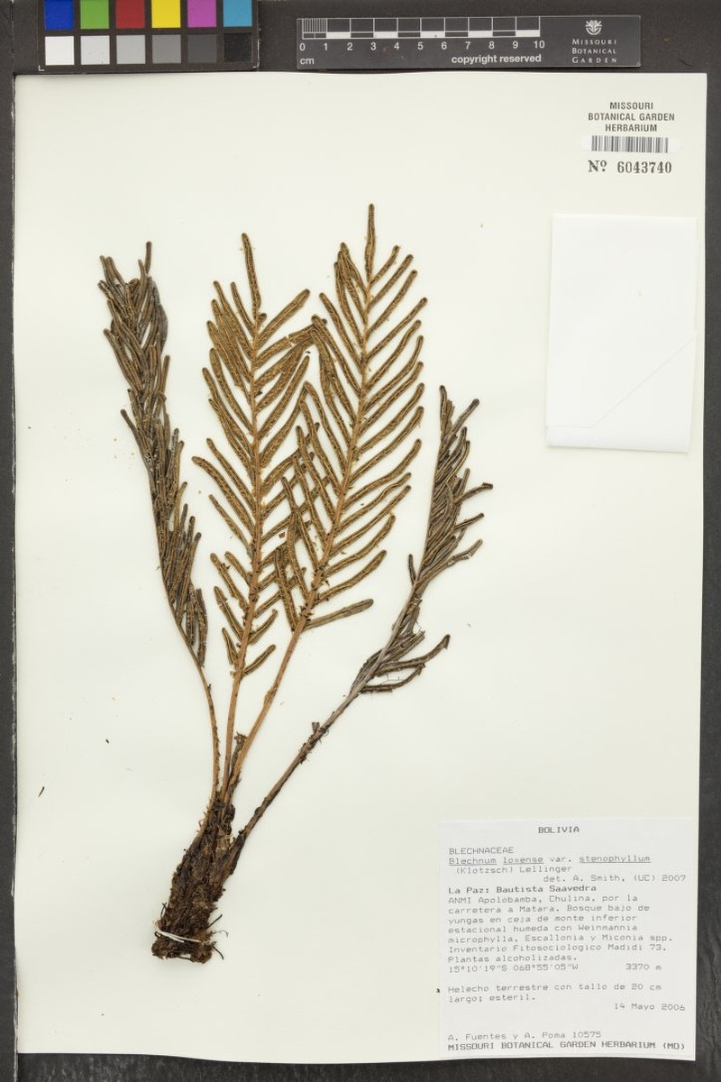 Blechnum loxense var. stenophyllum photo 2