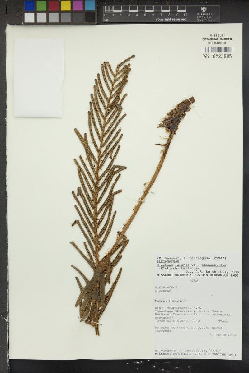 Blechnum loxense var. stenophyllum photo 3