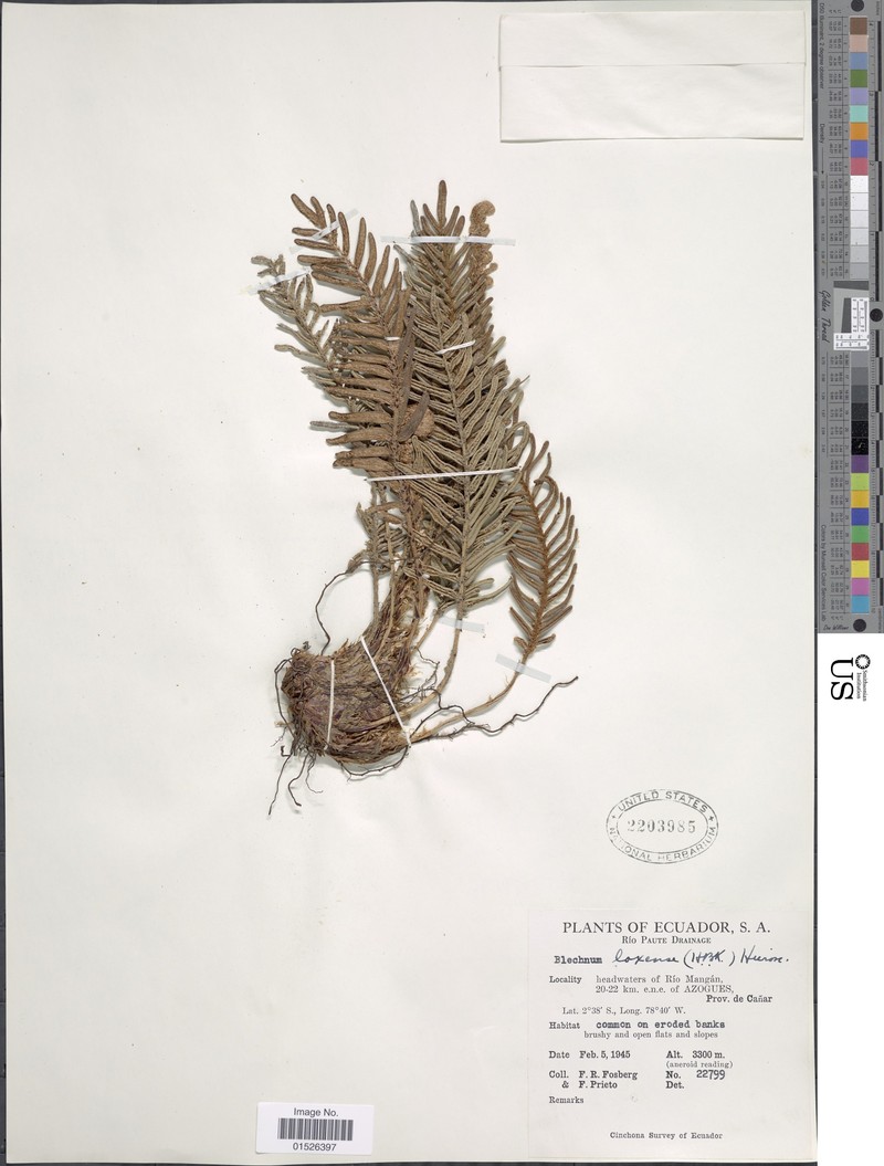 Blechnum loxense var. stenophyllum photo 4