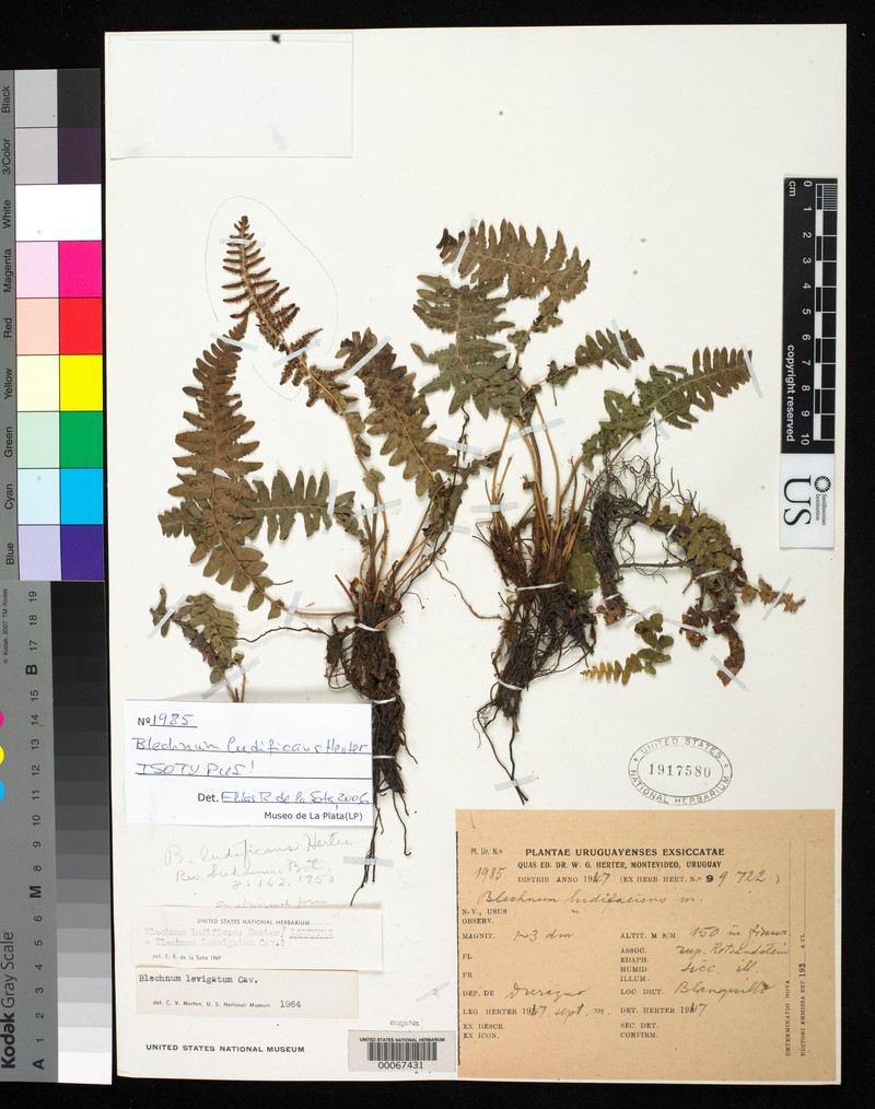 Blechnum ludificans