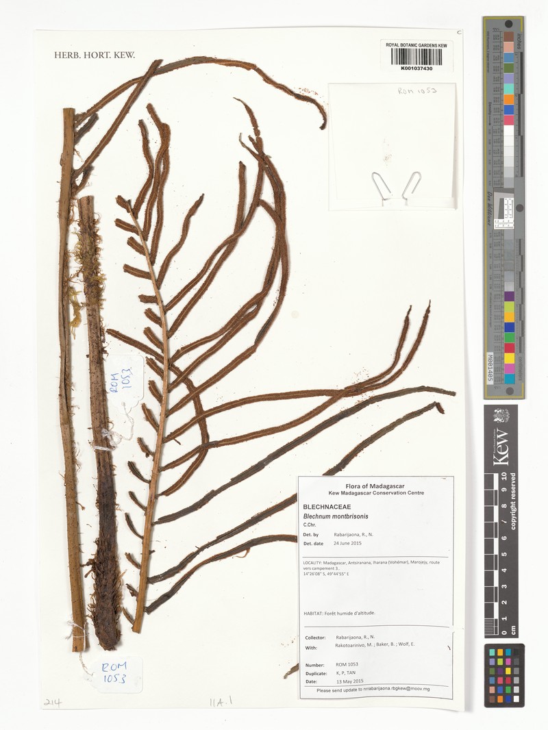 Blechnum madagascariense
