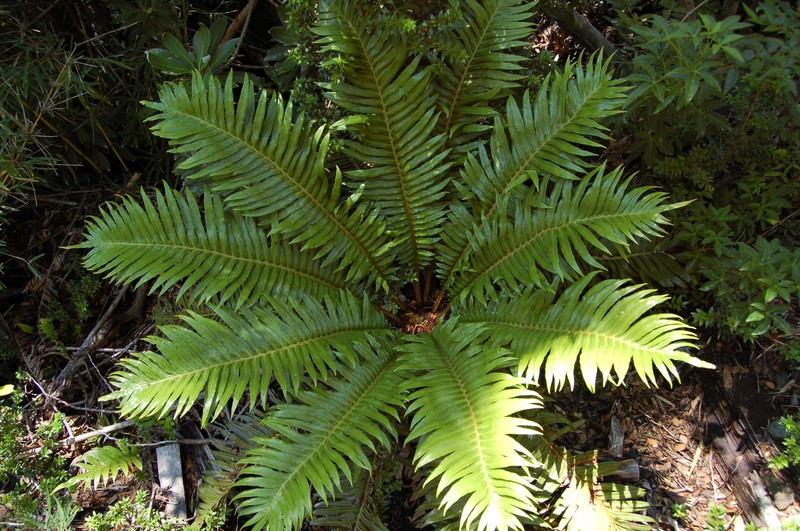 Blechnum magellanicum