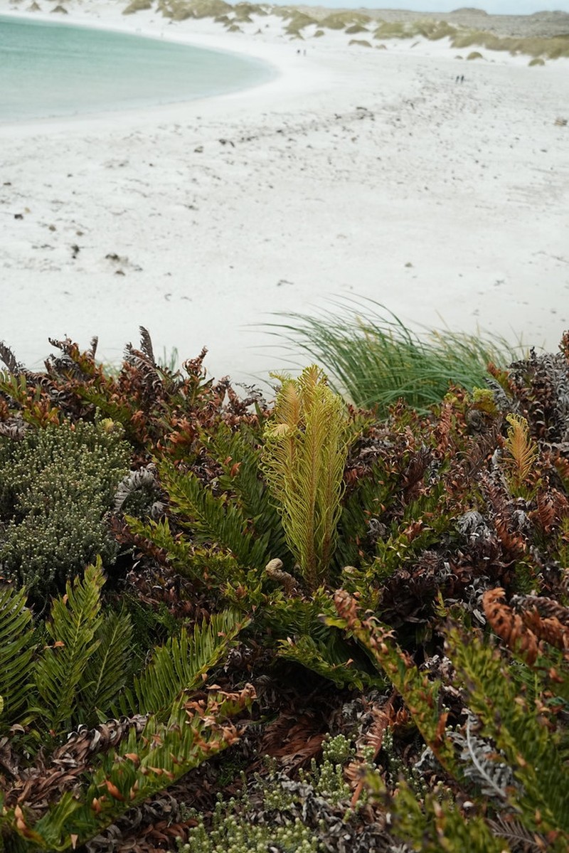 Blechnum magellanicum photo 2