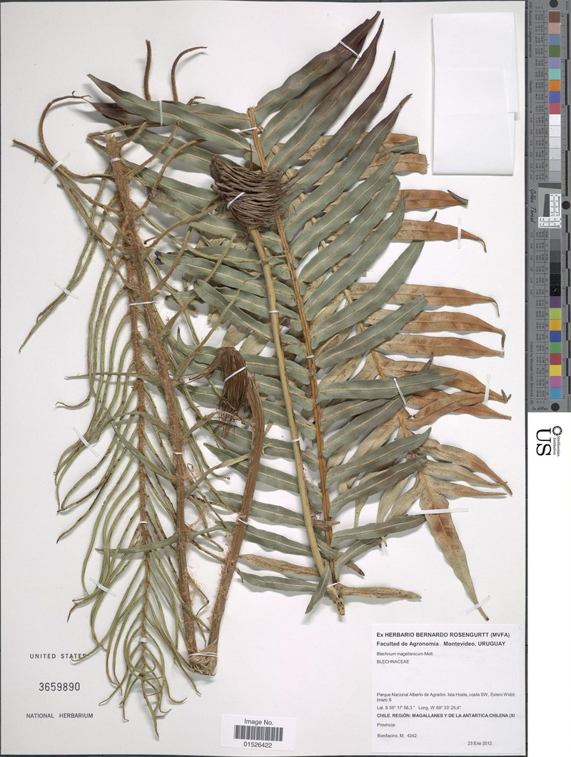 Blechnum magellanicum photo 3