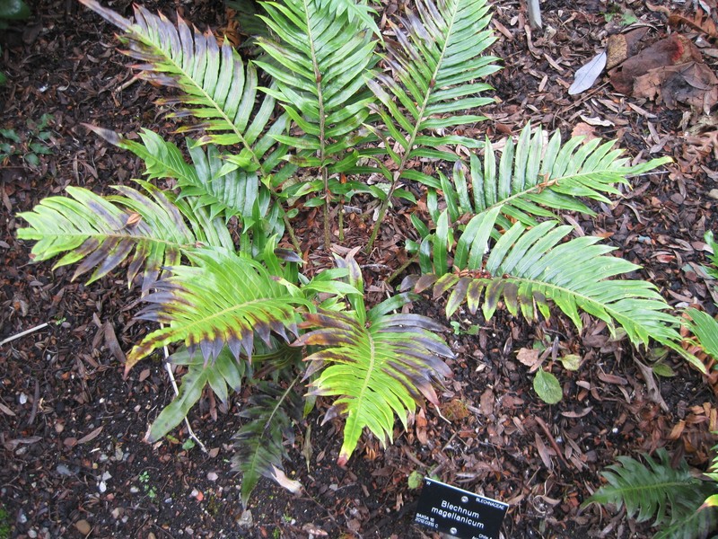 Blechnum magellanicum photo 4