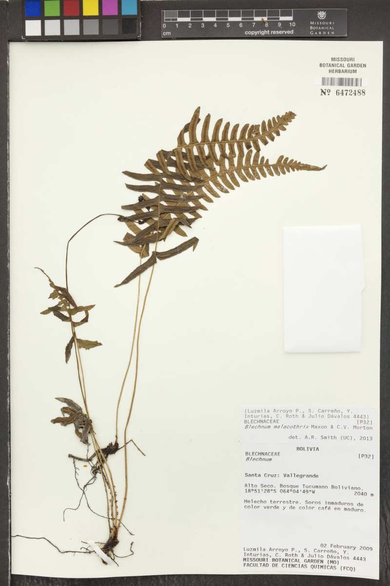 Blechnum malacothrix