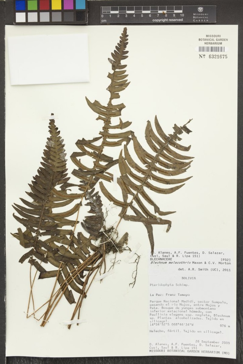 Blechnum malacothrix photo 2