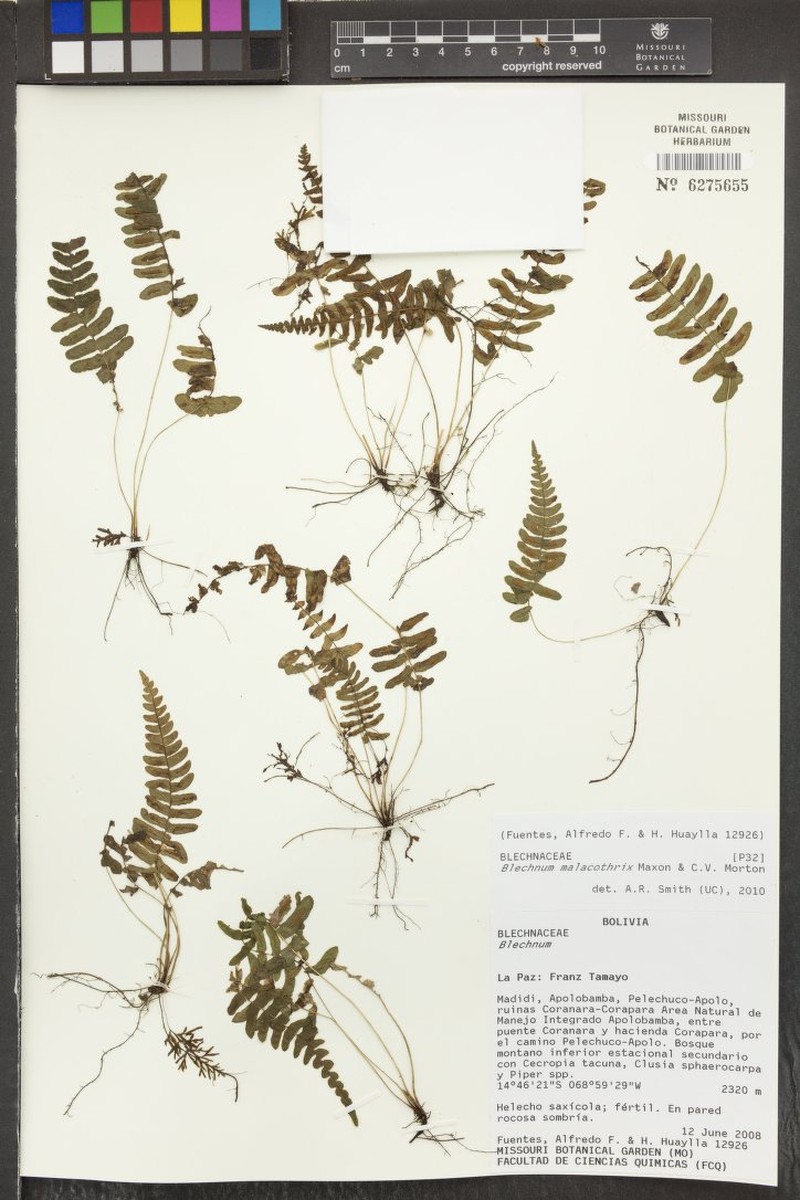 Blechnum malacothrix photo 3