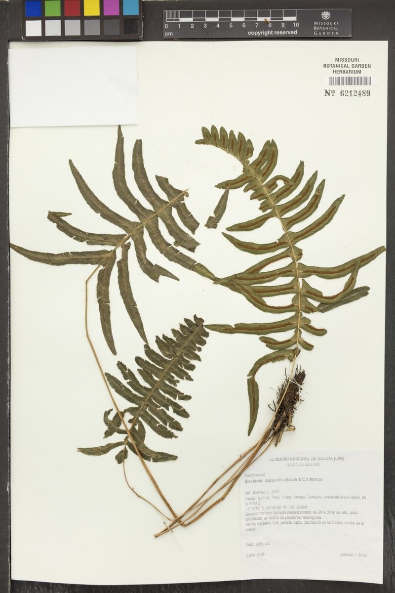 Blechnum malacothrix photo 4
