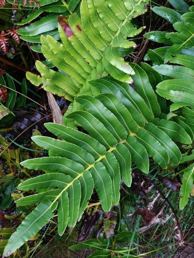 Blechnum marginatum
