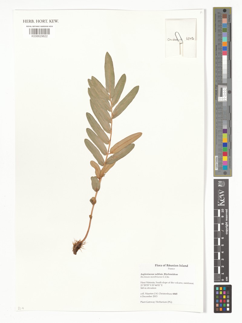 Blechnum marginatum photo 2