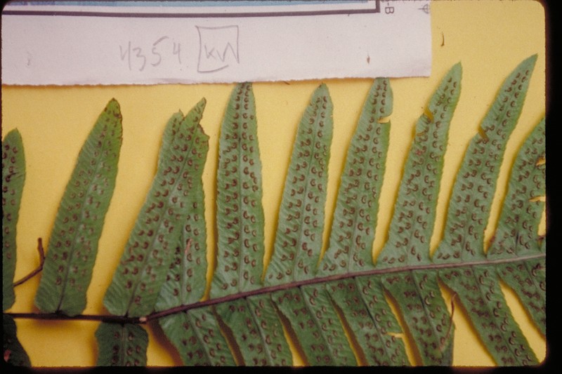 Blechnum marquesense