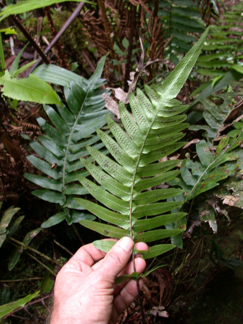 Blechnum marquesense photo 4