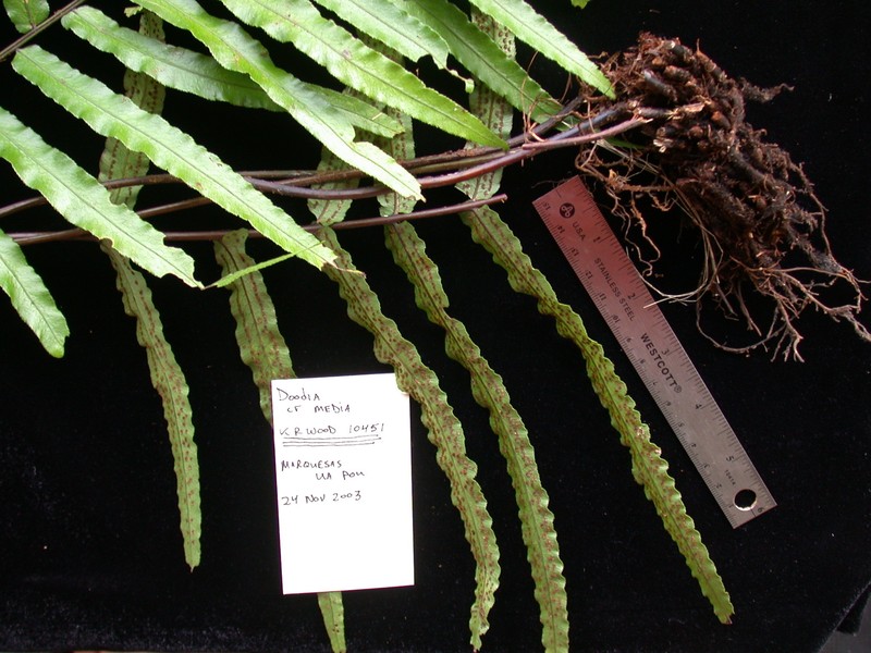 Blechnum marquesense photo 5