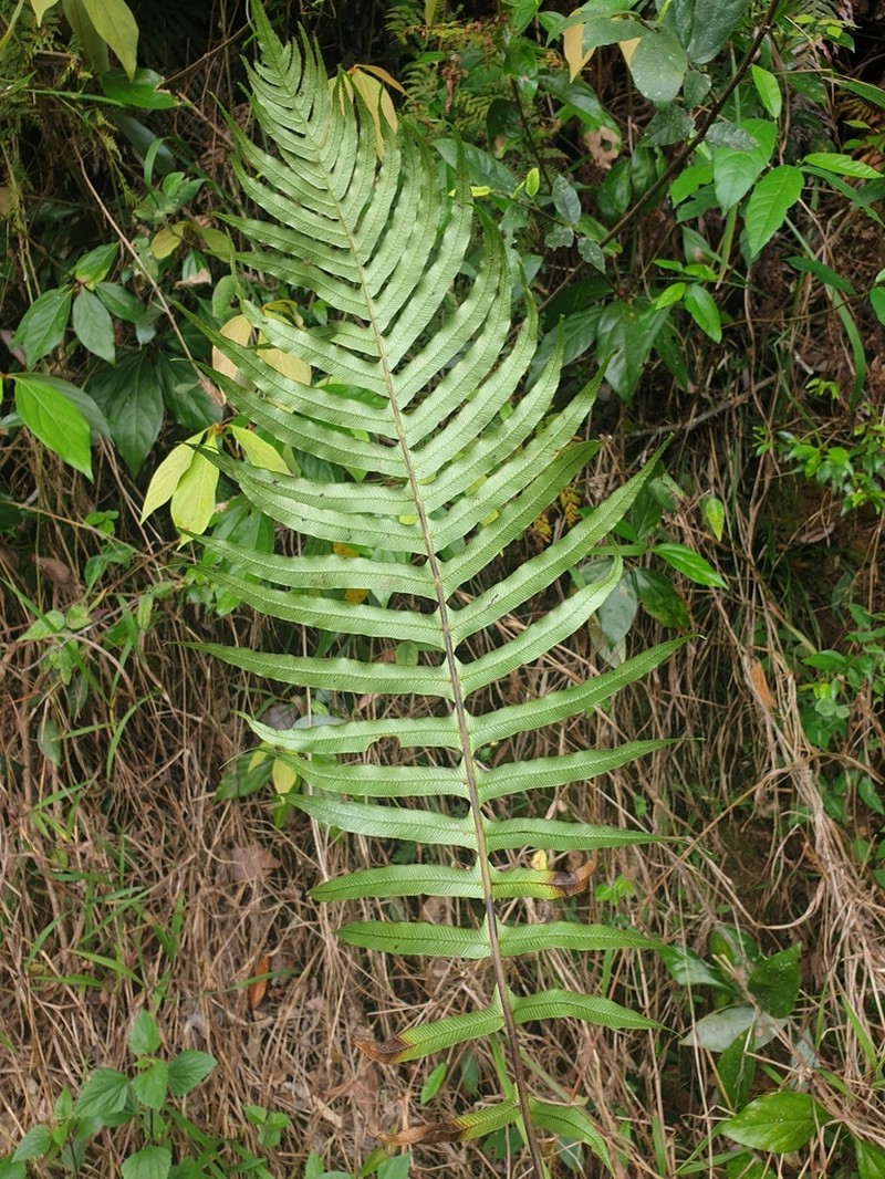 Blechnum maximum