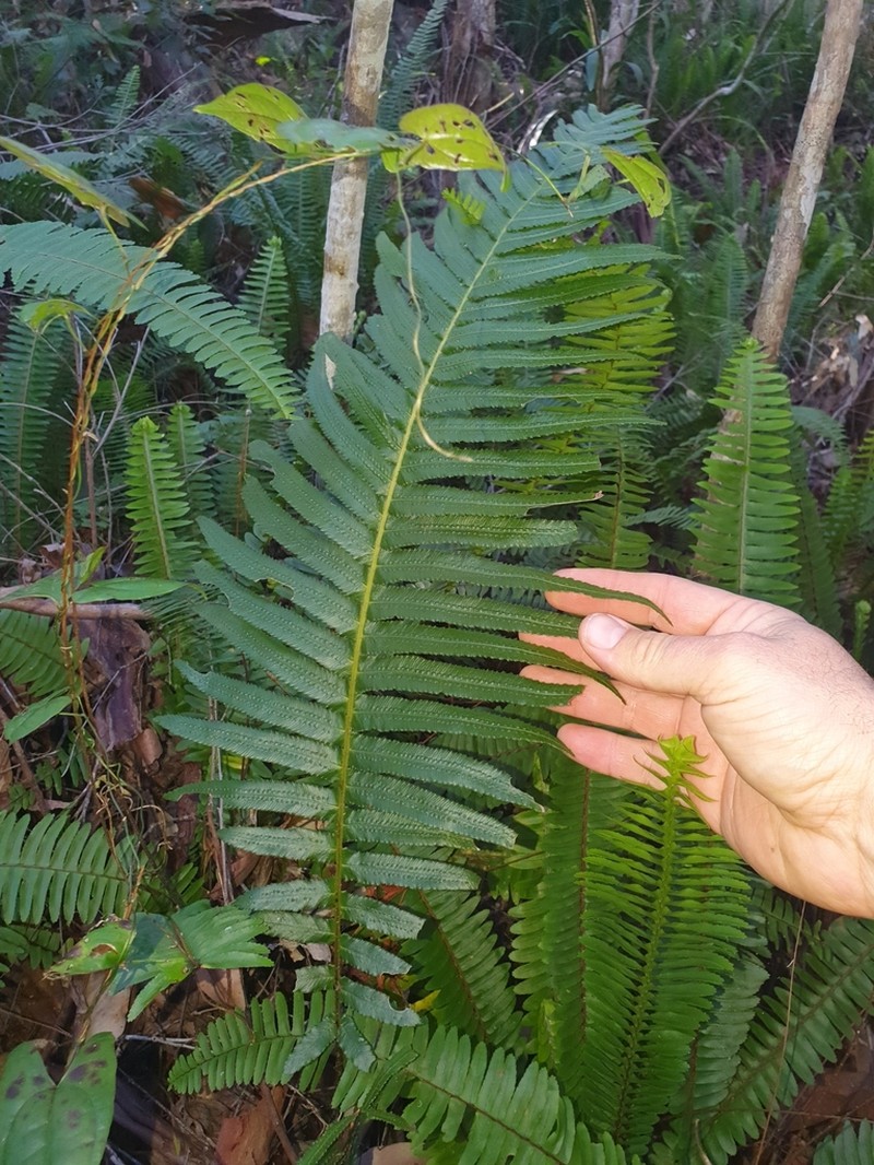 Blechnum maximum photo 2