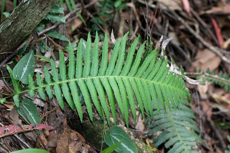 Blechnum maximum photo 4