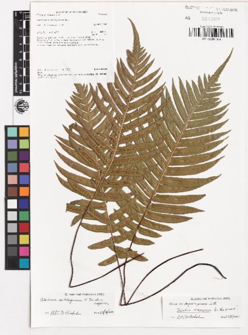 Blechnum maximum photo 5