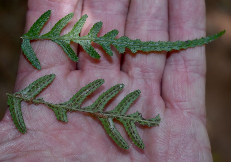 Blechnum medium