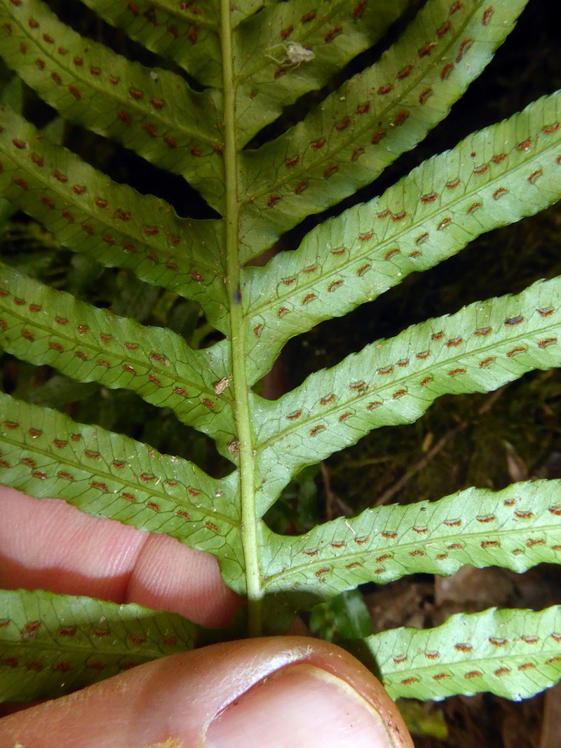 Blechnum medium photo 2