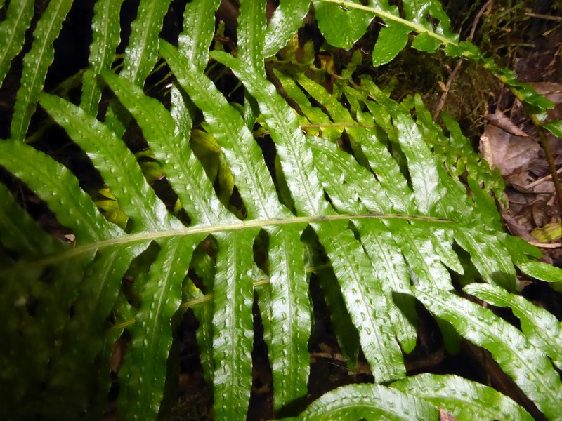 Blechnum medium photo 3