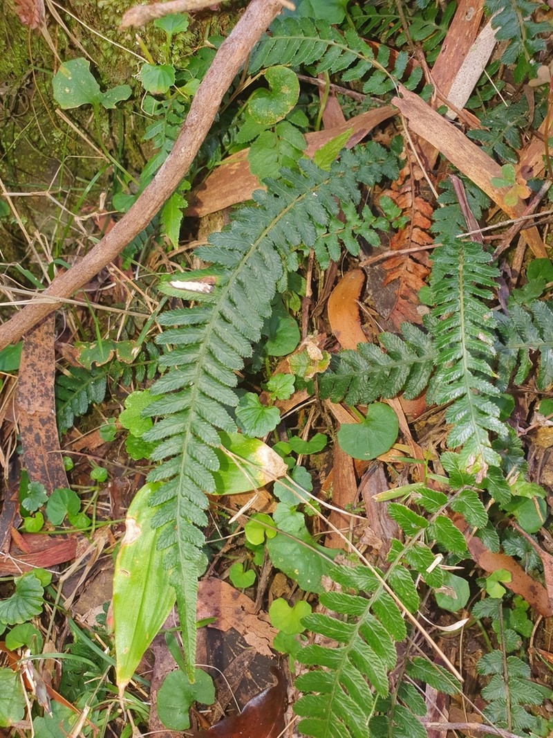 Blechnum medium photo 4