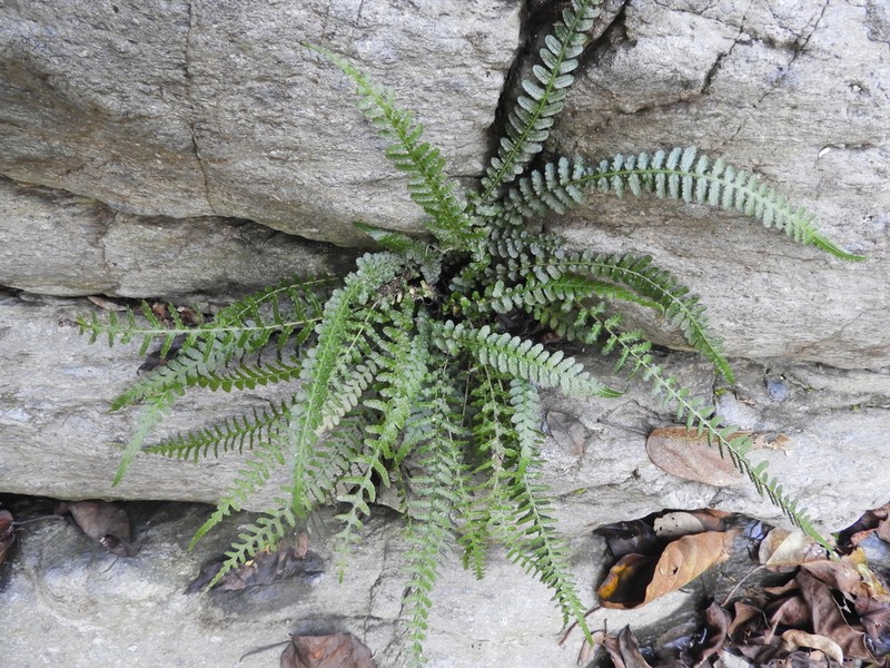 Blechnum medium photo 5